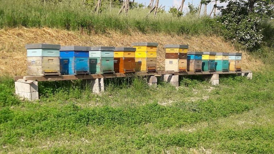 Agriturismo Il Colore Del Grano San Vittore エクステリア 写真